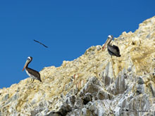 Pélicans - îles Ballestas- Pérou